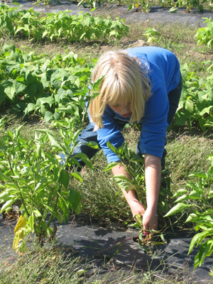 Pulling Green Pepper Plants